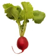 Urban Gardening - Gärtnern in der Stadt - Radieschen