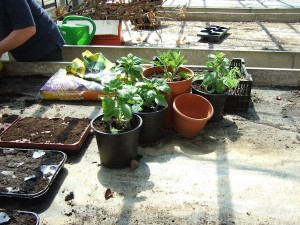 Urban Gardening - Gärtnern in der Stadt