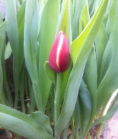Tulpen- und Narzissenkisten auf Spendenbasis