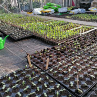 Auf dem Gelände der Alten Gärtnerei Kersten wird weiterhin gemeinschaftlich gegärtnert. Außerdem finden dort Workshops und Events im Bereich Kultur und Umweltbildung statt.